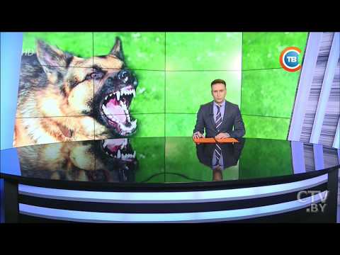 Собака покусала ребенка, а хозяйка пса попыталась скрыться - резонансная история в Бресте Собака покусала ребенка, а хозяйка пса попыталась скрыться - резонансная история в Бресте
