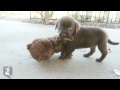 Adorable Chocolate Lab Puppies VS. Teddy Bear - Puppy Love