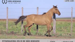 LOTE 128 - POTRANCAS CRIOULAS - LEILÃO VIRTUAL SÃO BIBIANO 2020