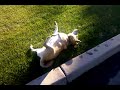 WTH DOG