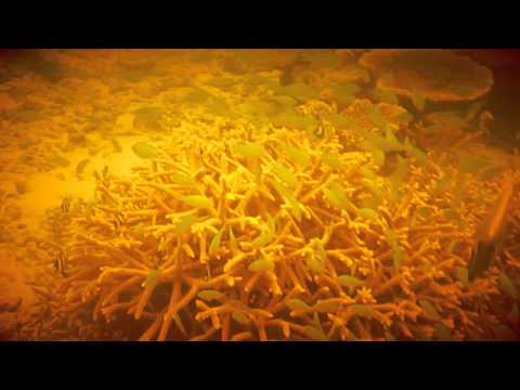The Strange Forms of the Universe Video