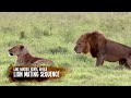 Wild Lions Mating in Africa! Video