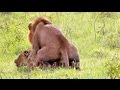 Wild Lions Mating in Africa! Video