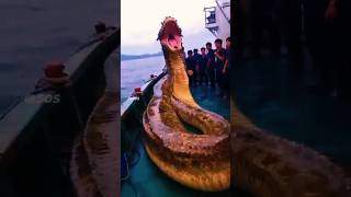 Sea Monsters 2