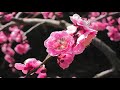 花染められて【山本譲二】KentHaze