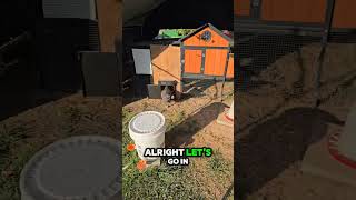 The Great Egg Heist