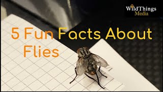 5 Fun Facts About Flies | Are they clean? Why do flies rub their legs together?