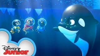 Under the Antarctic Lights | Puppy Dog Pals | @Disney Junior