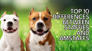 Top 10 Differences Between Staffordshire Bull Terrier And American Staffordshire Terriers