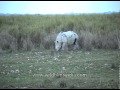 Rhinoceros feeding on grass in Kaziranga National Park