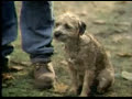 Funny budweiser dog commercials – Superbowl