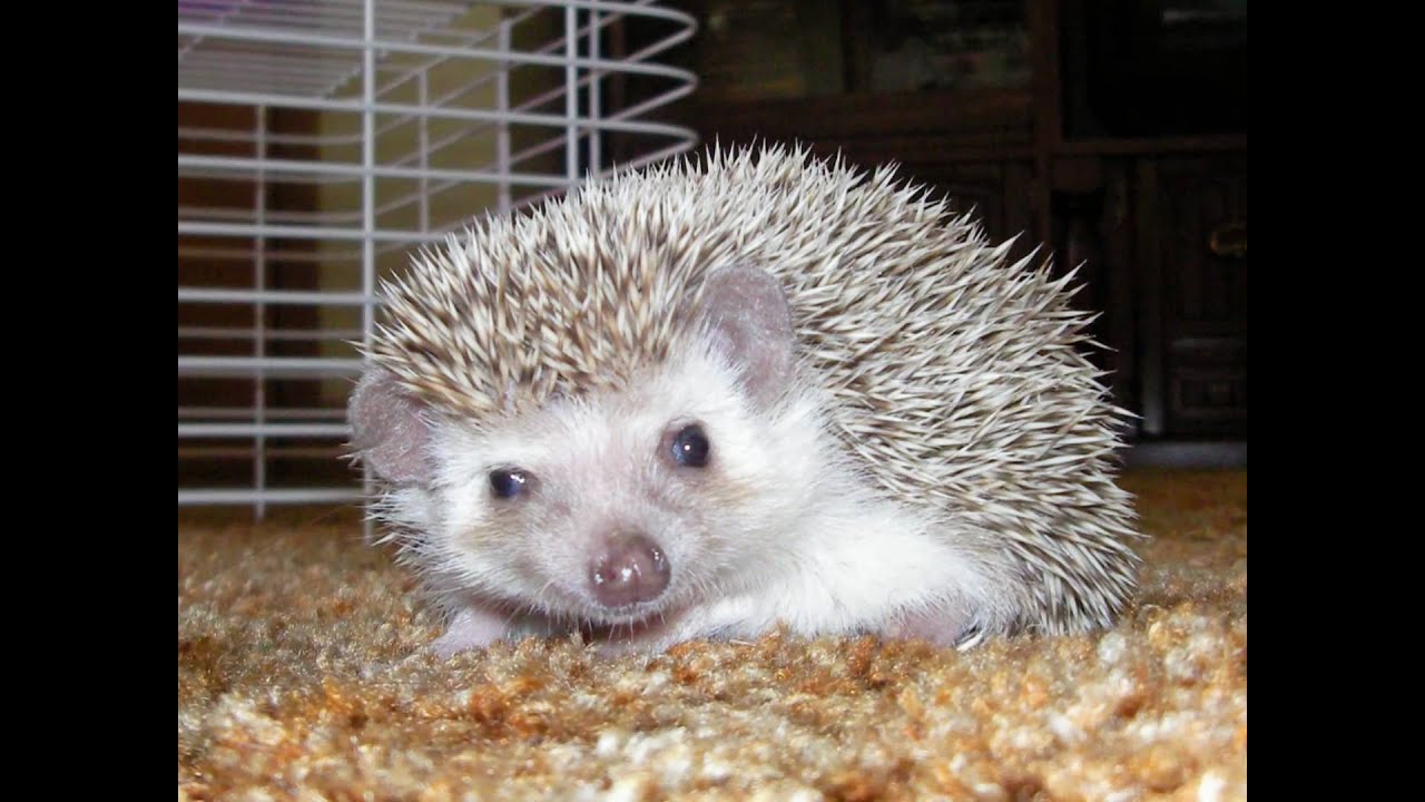 Cute and Funny Hedgehog Slideshow YouTube Cute and Funny Hedgehog Slideshow YouTube