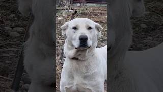 Volkodav Kennel Russia Tour
