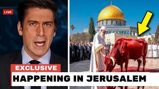 Red Heifer Approved Third Temple Construction Begins Is This The Final Prophecy?