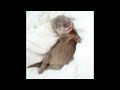 Cute baby animals Videos Compilation cute moment of the animals - Cutest Animals #3