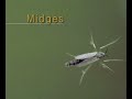 Midges: Chapter 5 of the "Bugs of the Underworld" DVD