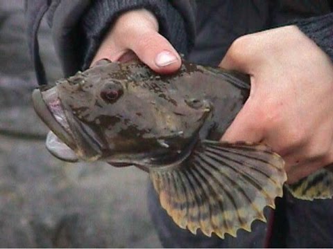 на что клюет черноморский бычок на что клюет черноморский бычок