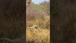 2 Fighting Leopards Take Dramatic Fall Out Of Tree