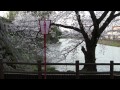 郡山城跡の桜