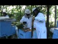 2. Apicultura video - Prima stupina din Romania dotata cu Bio Stupi pe vatra 2/2
