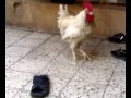 ديك شهواني