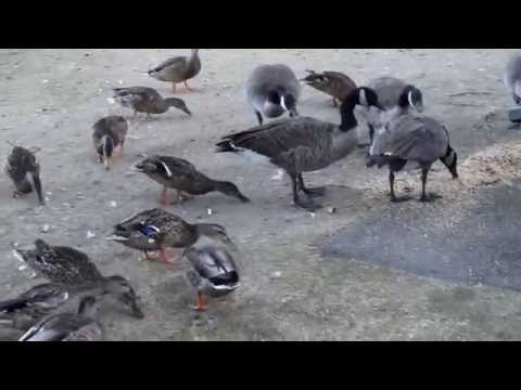 Danza De Concheros Video