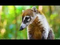 Play this video The Amazon 4K - Scenic Wildlife Film With Calming Music