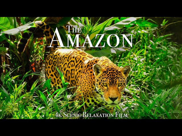 Play this video The Amazon 4K - Scenic Wildlife Film With Calming Music