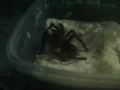 Attila after bad molt, in ICU