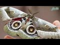 Thu Hoạch Và Chế Biến Sâu Mopane Của Người Dân Nam Phi