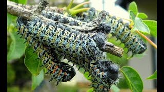 Thu Hoạch Và Chế Biến Sâu Mopane Của Người Dân Nam Phi