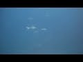 Protea Banks, Southern Pinnacles with 100’s of Scalloped Hammerhead sharks Protea Banks, Southern Pinnacles with 100’s of Scalloped Hammerhead sharks