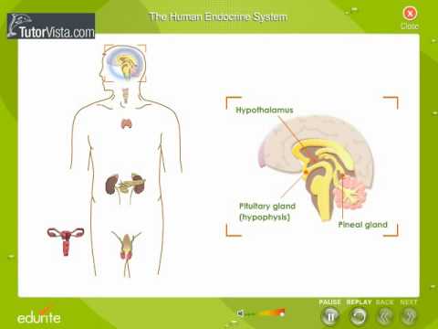 Name the branch of medicine that deals with endocrine disorders