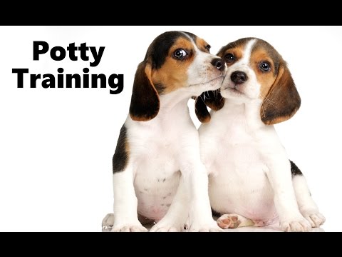How To Potty Train A Beagle Puppy - Beagle House Training Tips ...