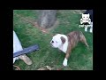 Bulldog's lips flap from leaf blower