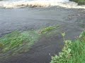 foylefishing.com /sion weir flood