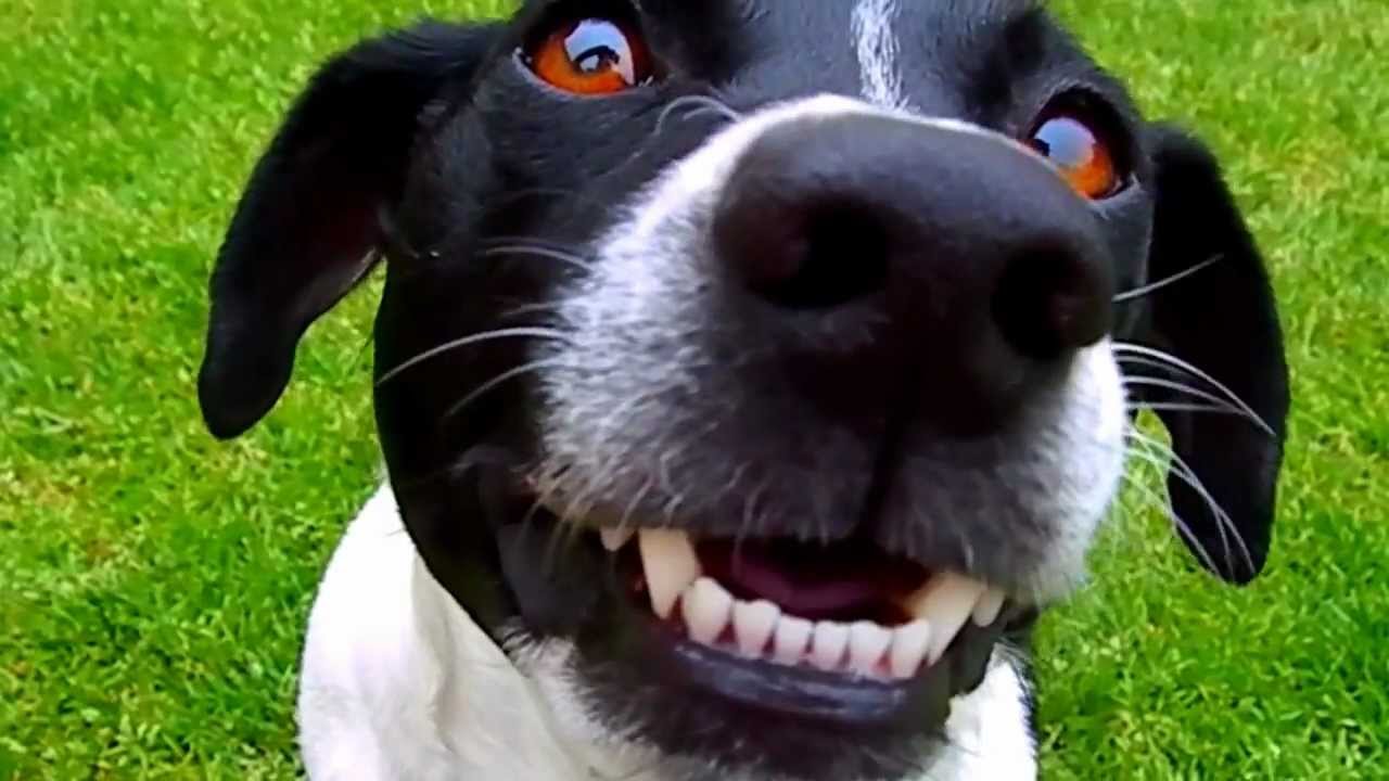 Dog Smiles on mand watch v=nihwejkhemm