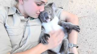 Koala loves cuddling - Super cute
