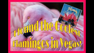 I found Pink Flamingos in Las Vegas!