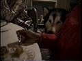 1994 Alaskan Malamute Club of America National Specialty candids "Kipp mooching"