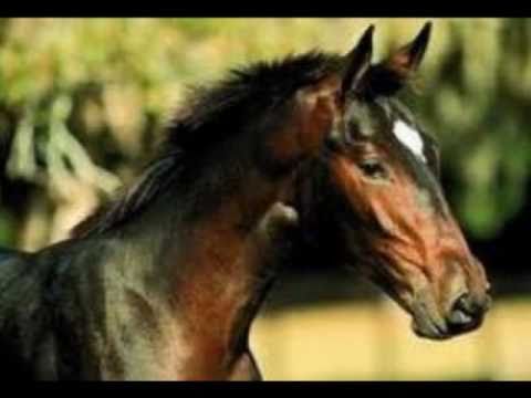 Vicente Fernandez caballo alazan lucero