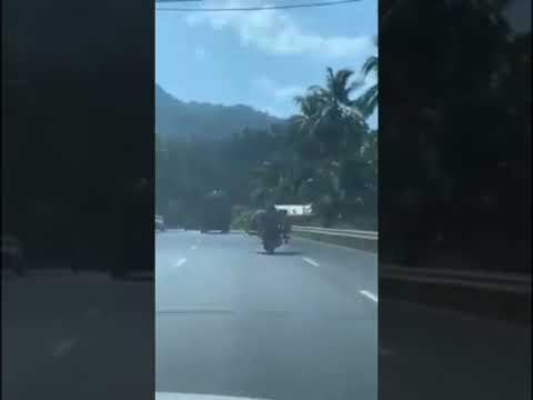 Funny animals...rooster vs pig.