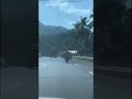 Funny animals...rooster vs pig.