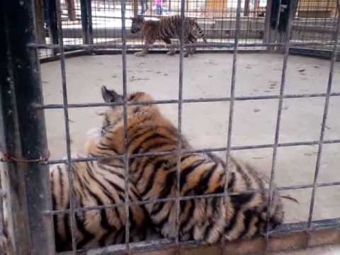 しろとり動物園_ちびトラ_2