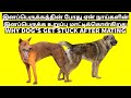 Why Dog Get's Stuck After Mating - Tamil - Dr Science