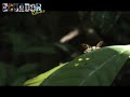 yasuni