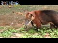 yasuni