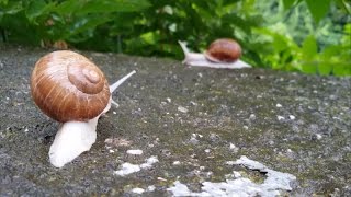Peisaje superbe din România:Clisura Dunarii, Dunărea la Orşova, Cascada Bigăr, Chipul lui Decebal Peisaje superbe din România:Clisura Dunarii, Dunărea la Orşova, Cascada Bigăr, Chipul lui Decebal