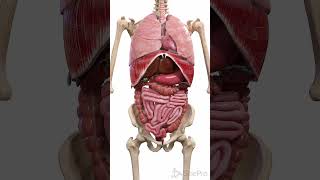 The Movements Inside The Body 3D Anatomy Animation