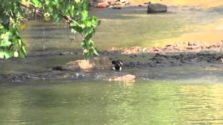 Duck Playing In Water Duck Playing In Water